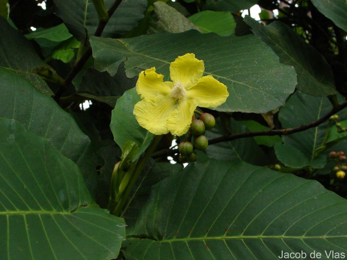 Dillenia suffruticosa (Griff.) Martelli